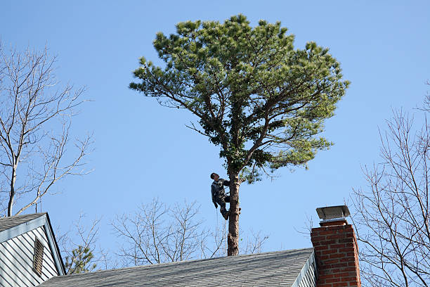 Professional Tree Removal Services in Lake Fenton, MI